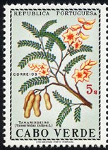 タマリンド　Tamarindus indica